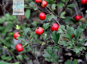 野山楂下山桩怎么养