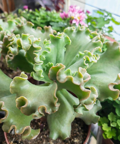 小众送妈妈的花有哪些花