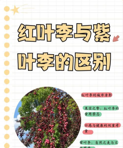 红叶李和紫叶李区别