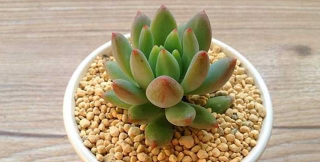 小众送妈妈的花有哪些花