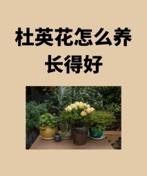 杜英花怎么养长得好