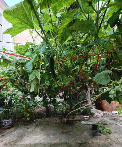 小众送妈妈的花有哪些花