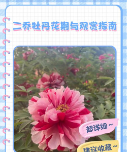 二乔牡丹怎么养