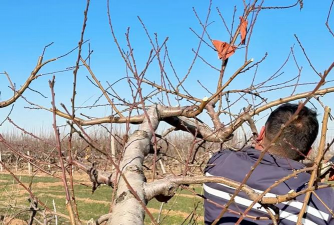 桃树冬季怎么修剪