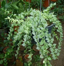 小众送妈妈的花有哪些花