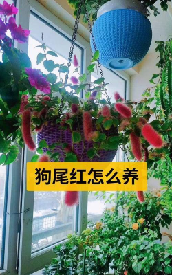 小众送妈妈的花有哪些花