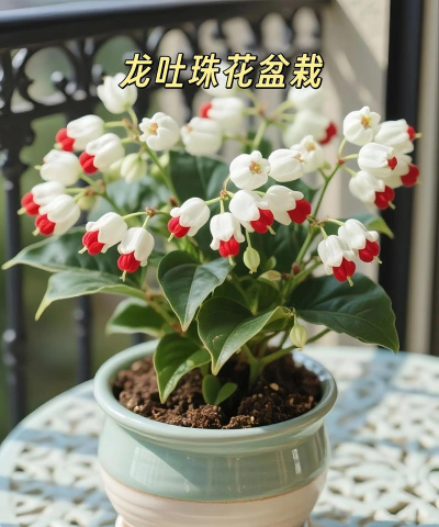 这花会吐小珠子，养1盆365天开花，一次开花100朵！