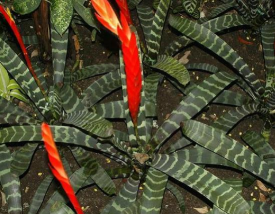 小众送妈妈的花有哪些花