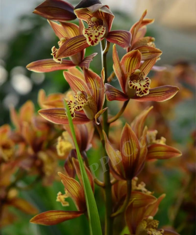 小众送妈妈的花有哪些花