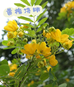 小众送妈妈的花有哪些花