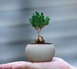 小众送妈妈的花有哪些花