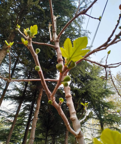 小众送妈妈的花有哪些花