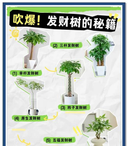发财树有几种品种