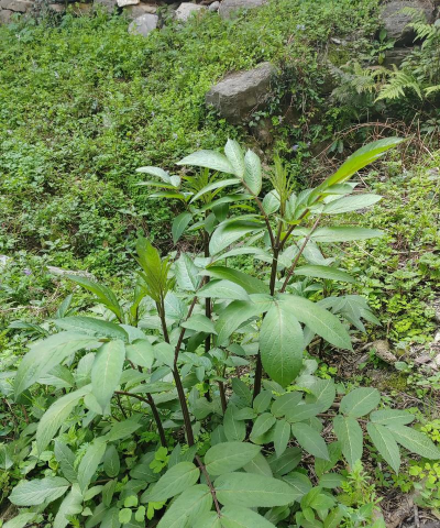 小众送妈妈的花有哪些花