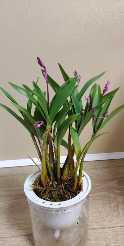 小众送妈妈的花有哪些花