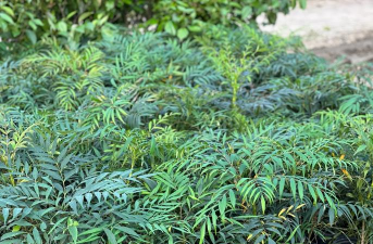 安坪十大功劳的养殖方法