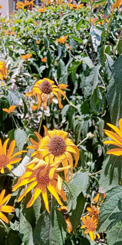 小众送妈妈的花有哪些花