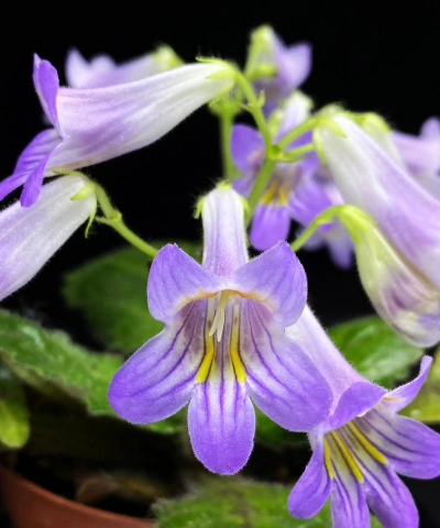 小众送妈妈的花有哪些花