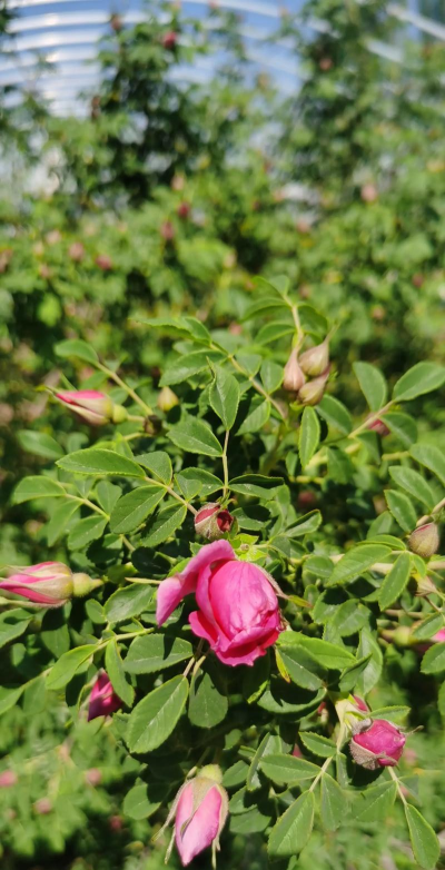 小众送妈妈的花有哪些花