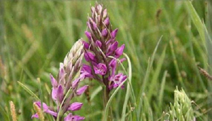 小众送妈妈的花有哪些花