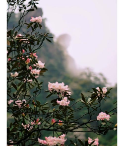 小众送妈妈的花有哪些花