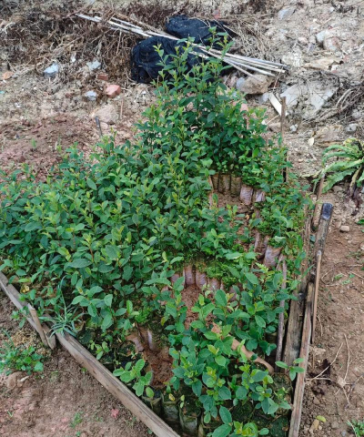 小众送妈妈的花有哪些花