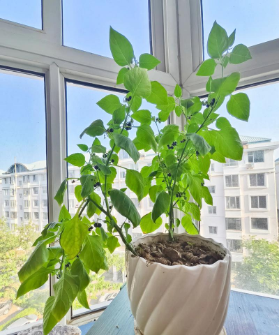 小众送妈妈的花有哪些花