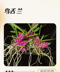 小众送妈妈的花有哪些花