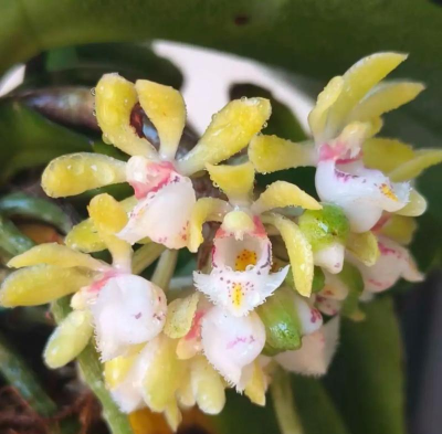 小众送妈妈的花有哪些花