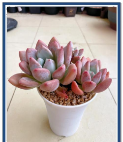 小众送妈妈的花有哪些花