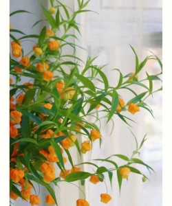 小众送妈妈的花有哪些花