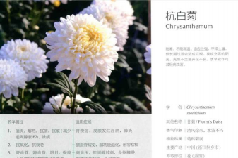 杭白菊如何养长得好