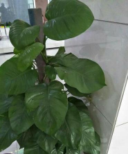 小众送妈妈的花有哪些花