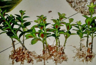 小众送妈妈的花有哪些花