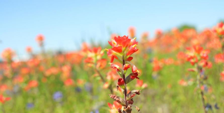 小众送妈妈的花有哪些花