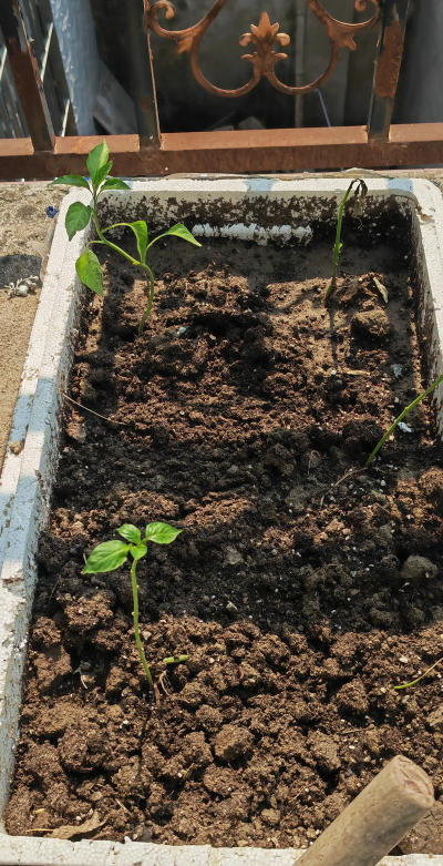 小众送妈妈的花有哪些花