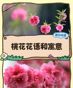 代表桃花的花语是什么