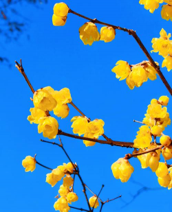 小众送妈妈的花有哪些花