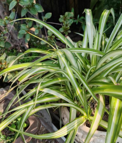 南非吊兰的养殖方法