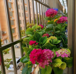 小众送妈妈的花有哪些花