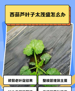 西葫芦叶子要不要修剪