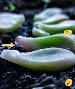 小众送妈妈的花有哪些花