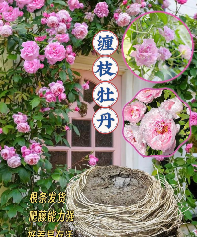 小众送妈妈的花有哪些花