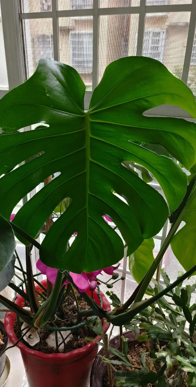 小众送妈妈的花有哪些花