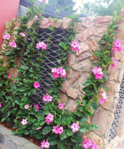 小众送妈妈的花有哪些花