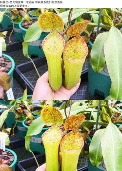 小众送妈妈的花有哪些花