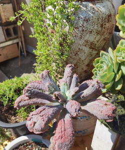 小众送妈妈的花有哪些花