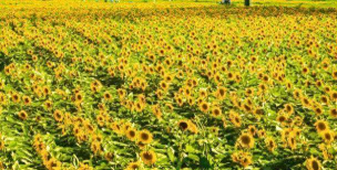 小众送妈妈的花有哪些花