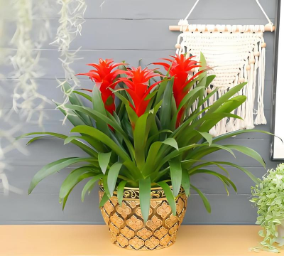 小众送妈妈的花有哪些花