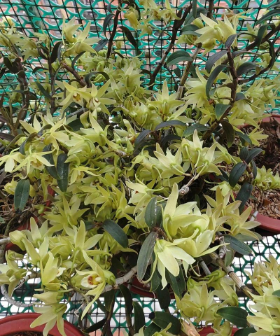 小众送妈妈的花有哪些花